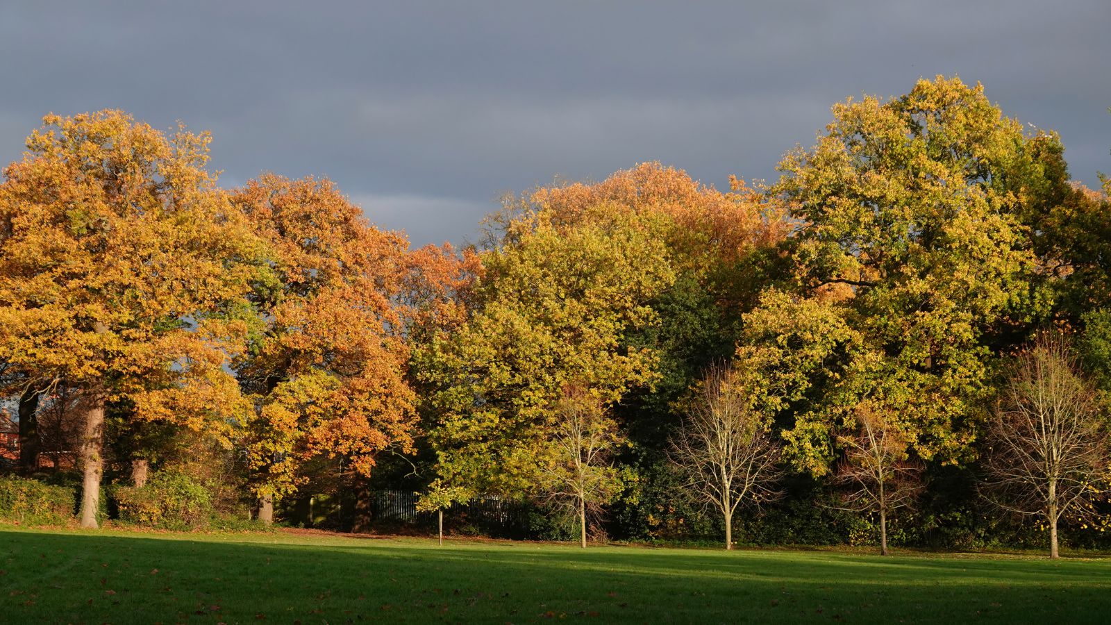 Autumn leaves on trees at Lake Meadows Park, Billericay.