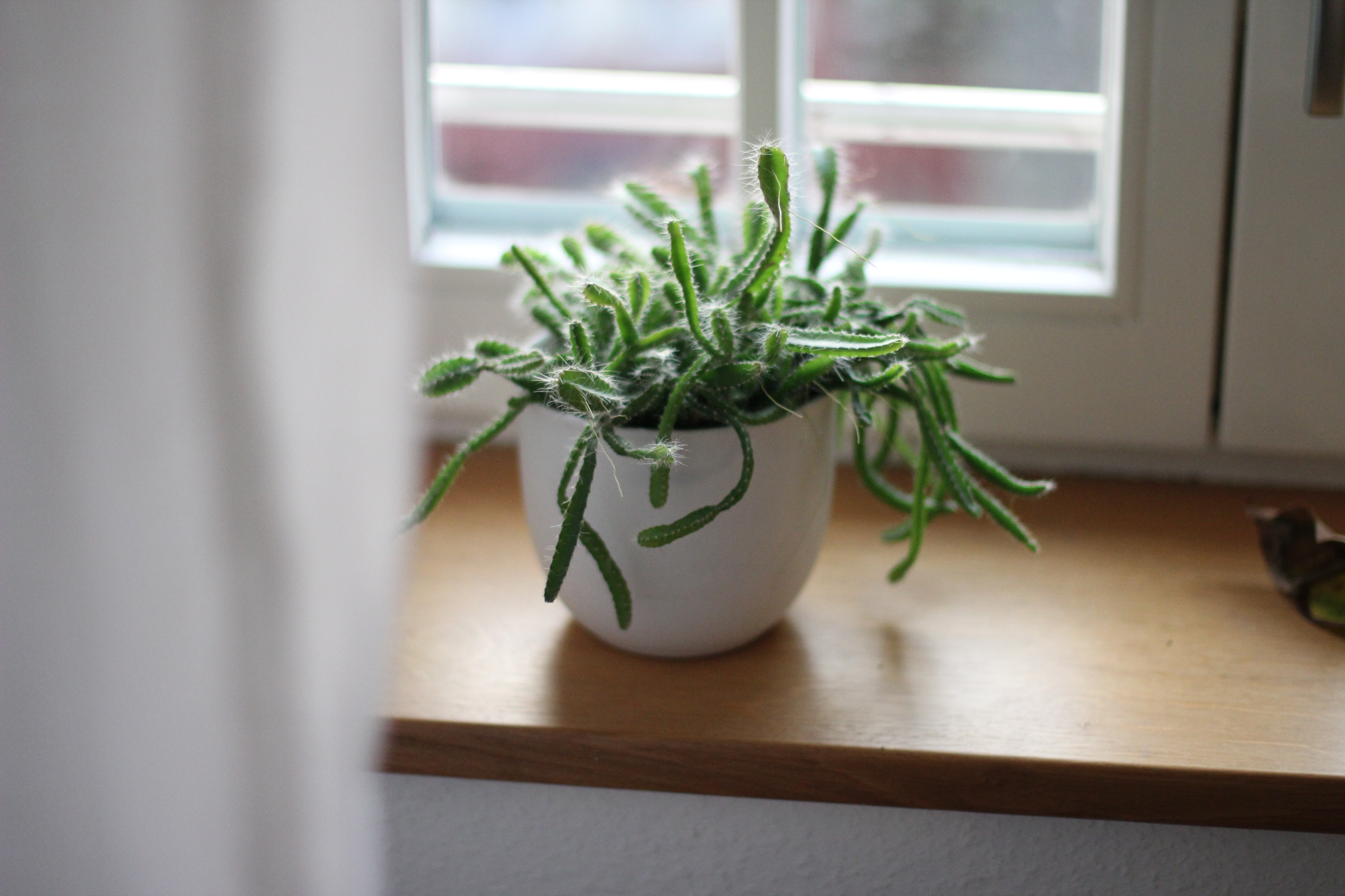 Succulent plant in a white pot on window-sill